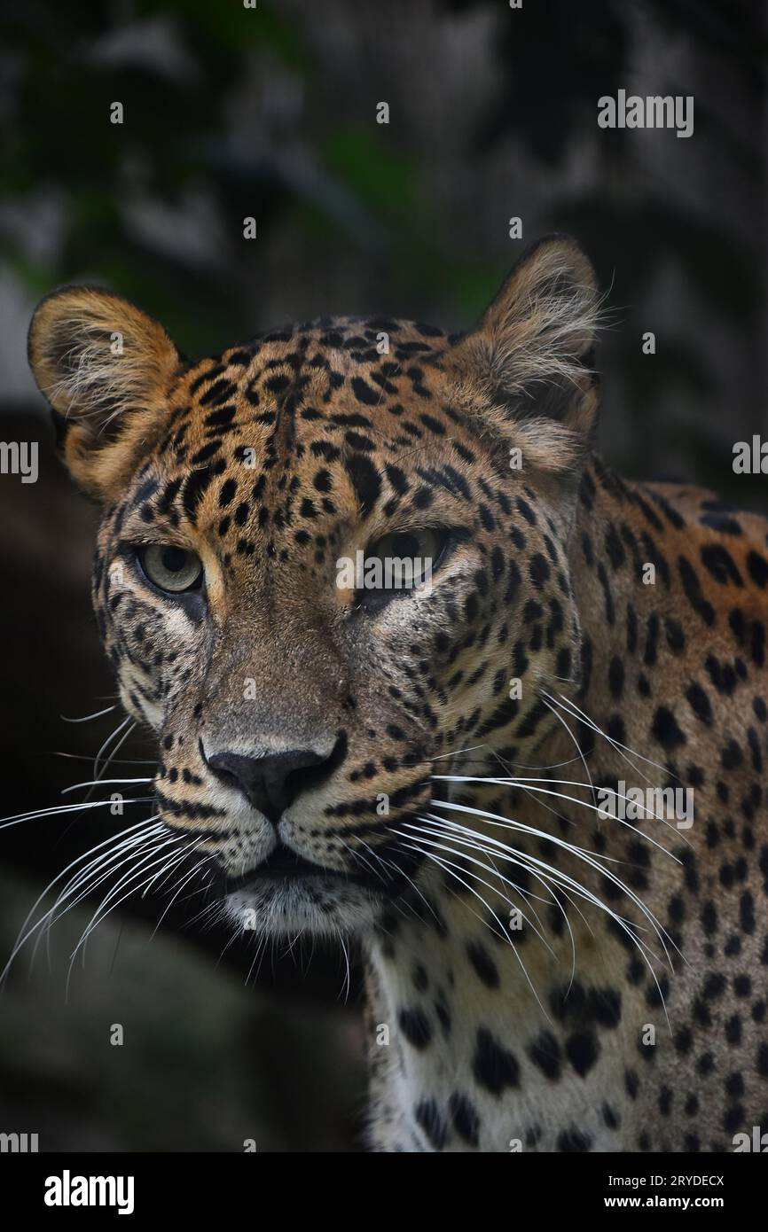 Close up Portrait von Persischer Leopard Stockfoto