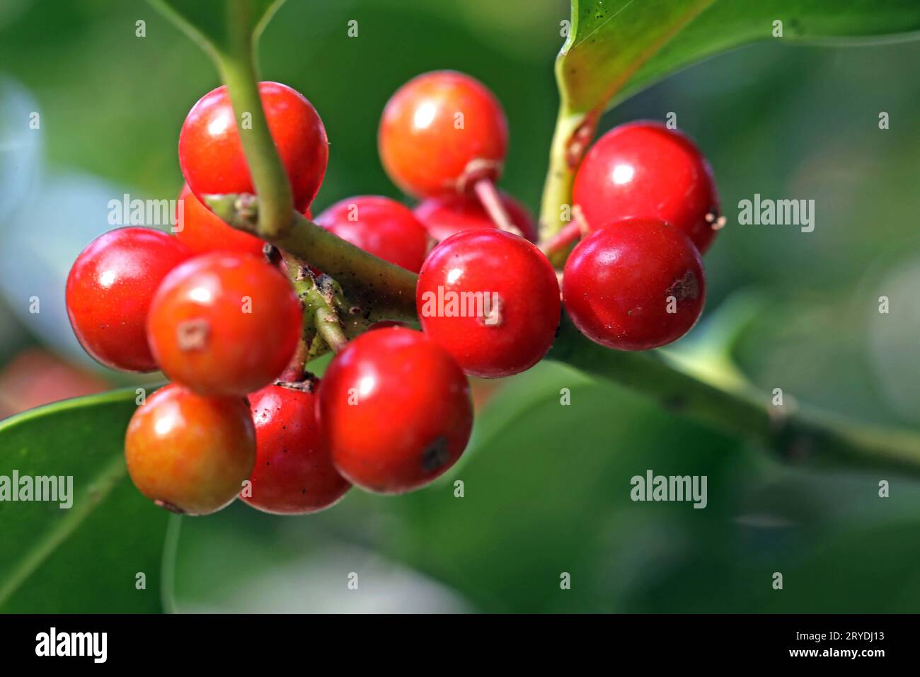 Beerenfrüchte im Herbst die Früchte der Stechpalme im leuchtenden Rot *** Beerenfrüchte im Herbst die Früchte der stechpalme in leuchtendem Rot Credit: Imago/Alamy Live News Stockfoto