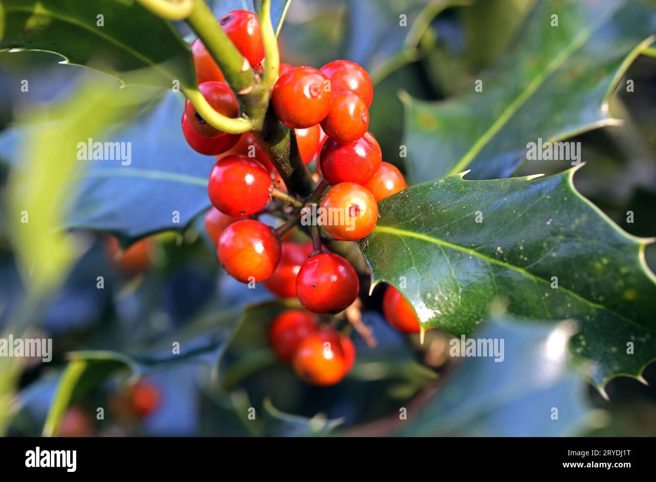 Beerenfrüchte im Herbst die Früchte der Stechpalme im leuchtenden Rot *** Beerenfrüchte im Herbst die Früchte der stechpalme in leuchtendem Rot Credit: Imago/Alamy Live News Stockfoto