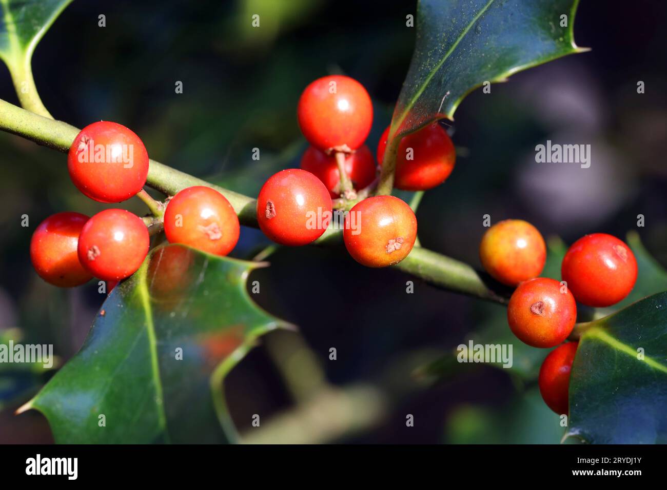 Beerenfrüchte im Herbst die Früchte der Stechpalme im leuchtenden Rot *** Beerenfrüchte im Herbst die Früchte der stechpalme in leuchtendem Rot Credit: Imago/Alamy Live News Stockfoto