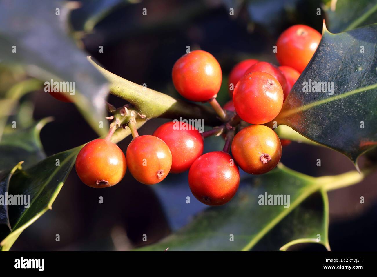 Beerenfrüchte im Herbst die Früchte der Stechpalme im leuchtenden Rot *** Beerenfrüchte im Herbst die Früchte der stechpalme in leuchtendem Rot Credit: Imago/Alamy Live News Stockfoto