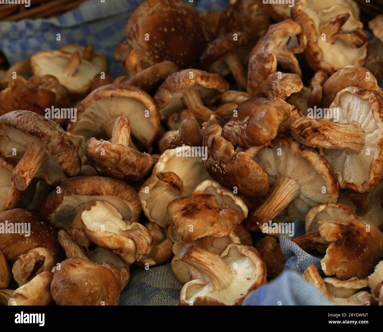 Shiitake essbare Pilze im Einzelhandel Display Stockfoto