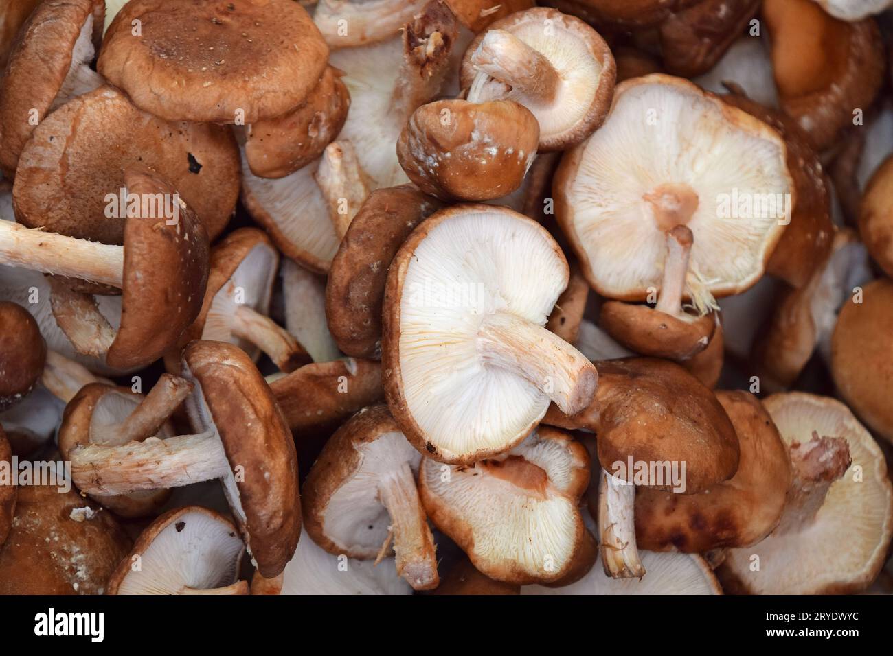 Shiitake essbare Pilze im Einzelhandel Display Stockfoto