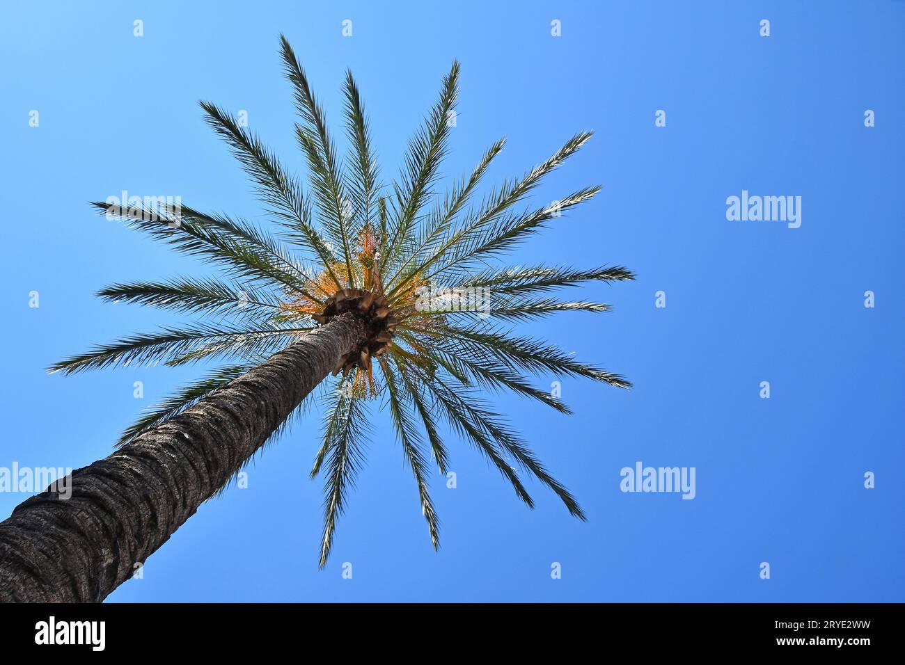 Nahaufnahme von Palmenblättern über klarem blauen Himmel Stockfoto