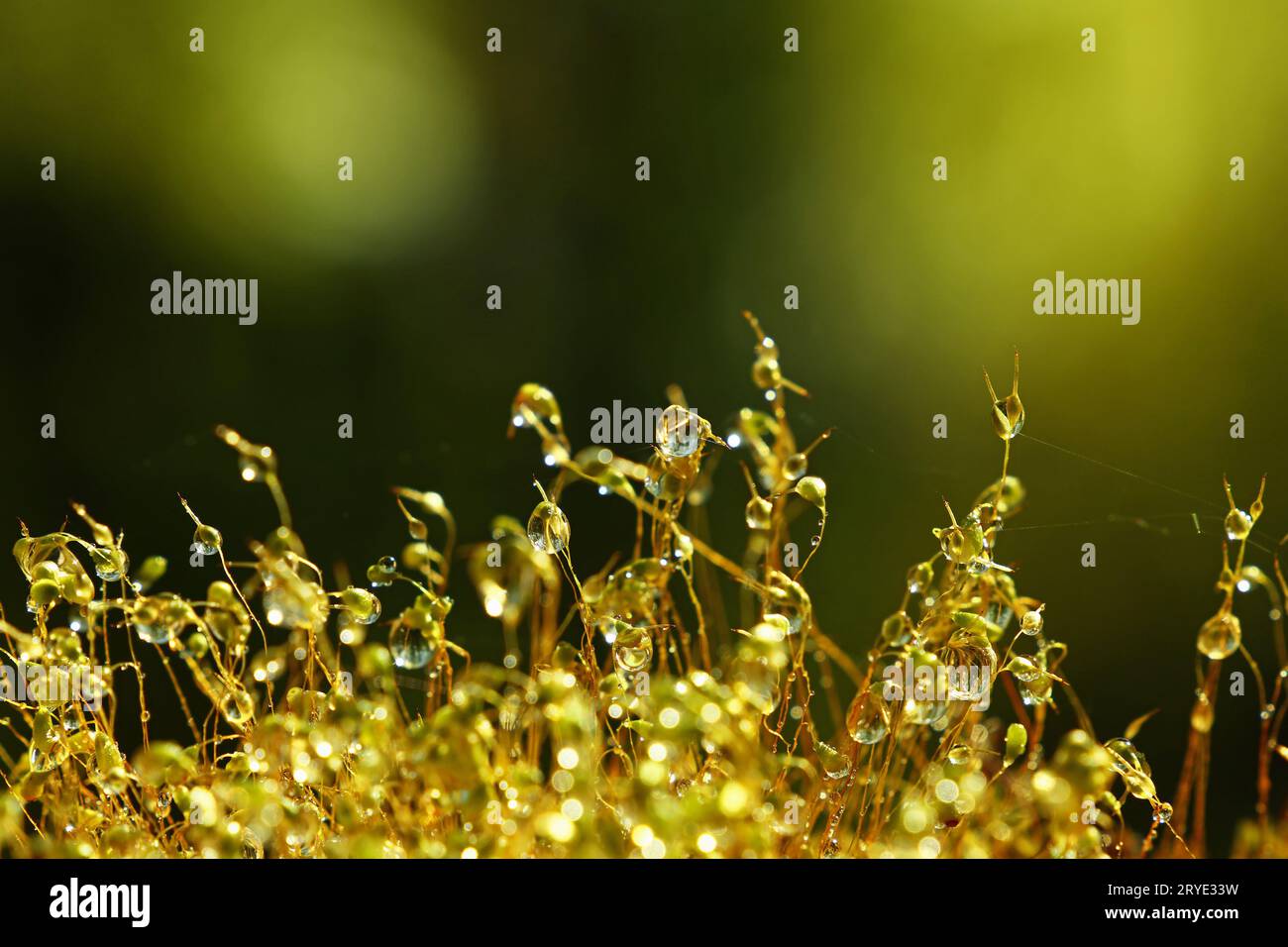 Close up haircap Moss mit Wassertropfen der Regen Stockfoto