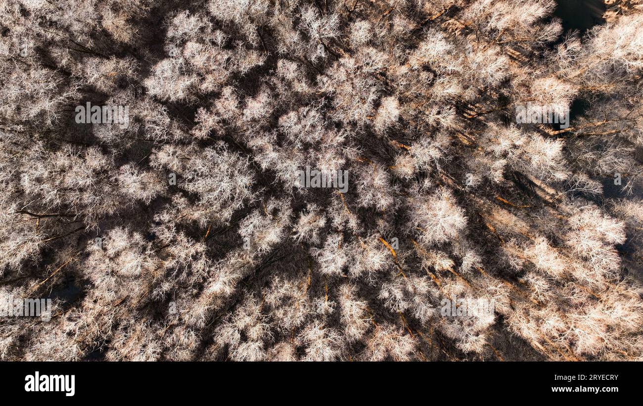 Luftbild mit Drohne aus Laubwald im Winter Stockfoto