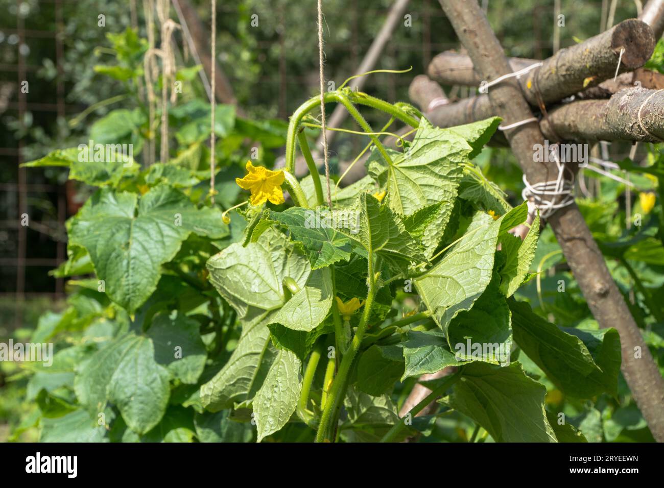 Gurkenstiele im Garten Stockfoto