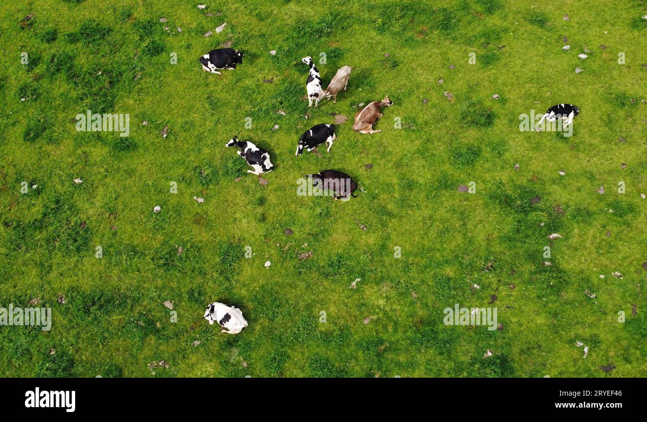 Luftaufnahme mit der Drohne von Milchkühen auf einer Wiese in Bayern Stockfoto