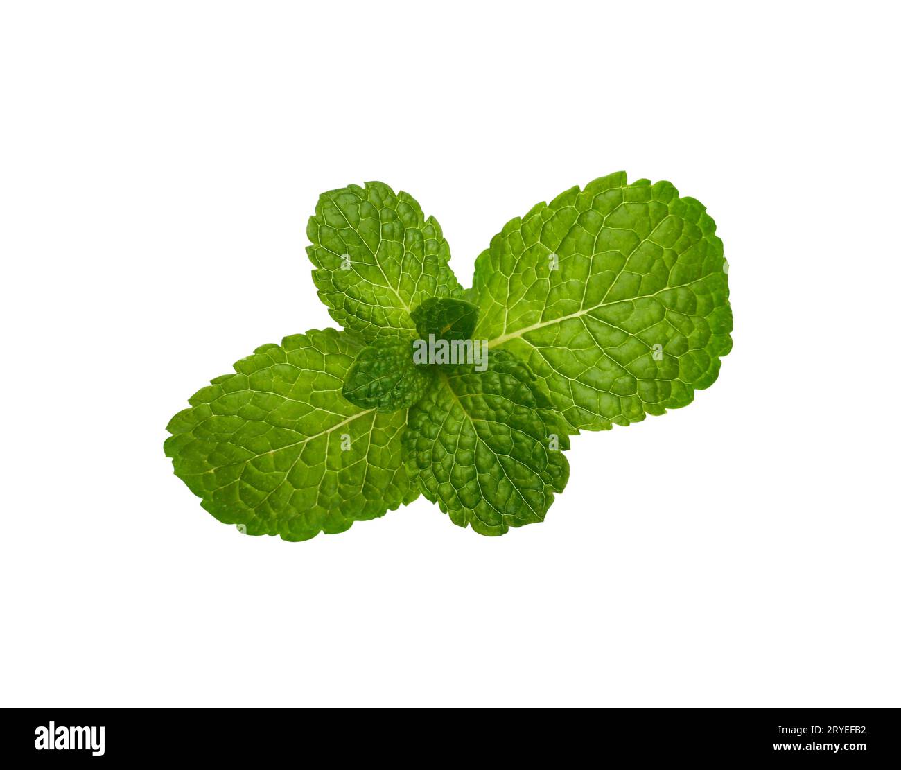 Schließen Sie frische grüne Minzblätter auf weiß Stockfoto