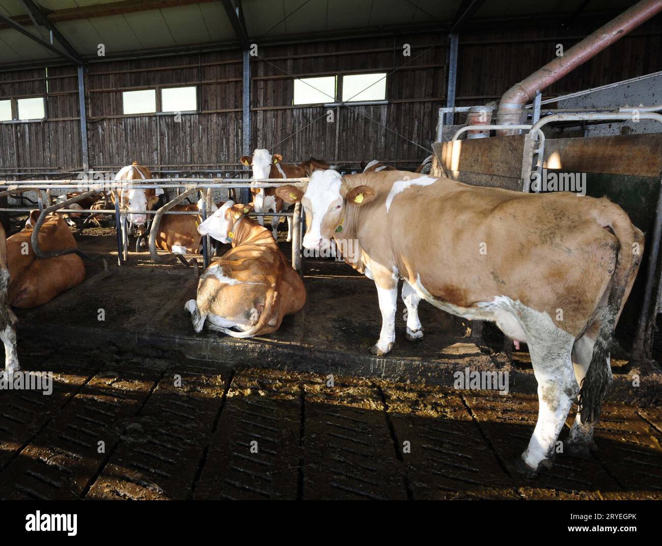 Kühe im Laufstall auf der Farm Stockfoto
