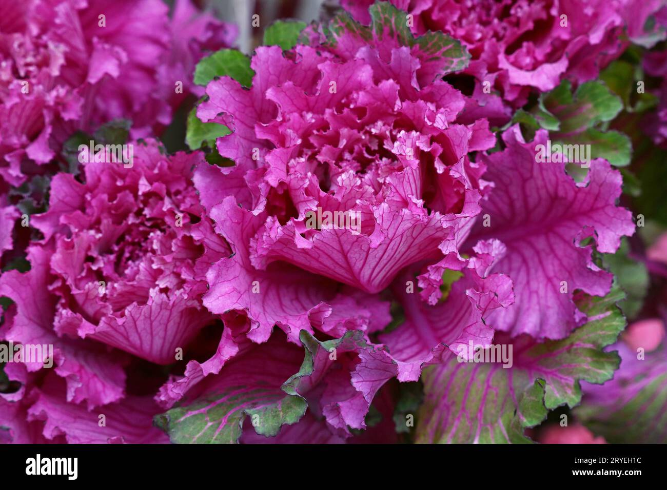 Nahaufnahme lila Rosette mit Grünkohl-Zierkohl Stockfoto