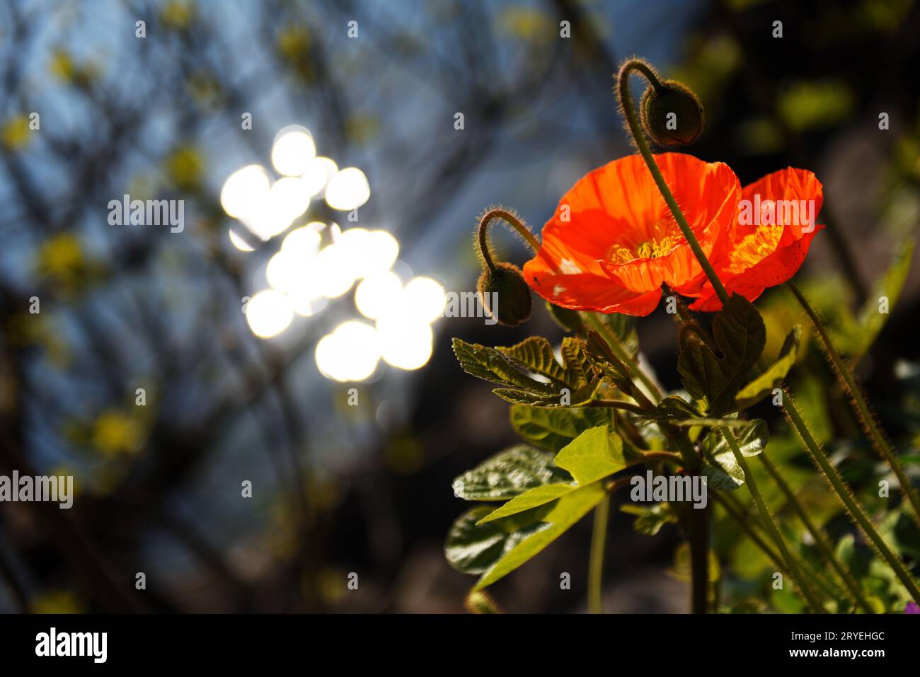 Orange Lake Flower Stockfoto