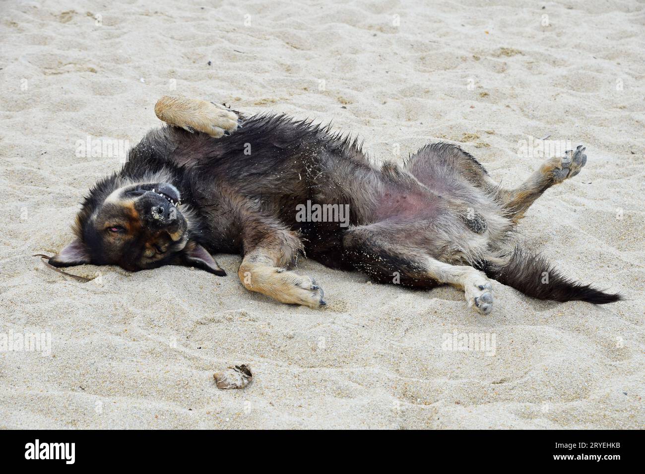Porträt eines Haushundes am Sandstrand Stockfoto