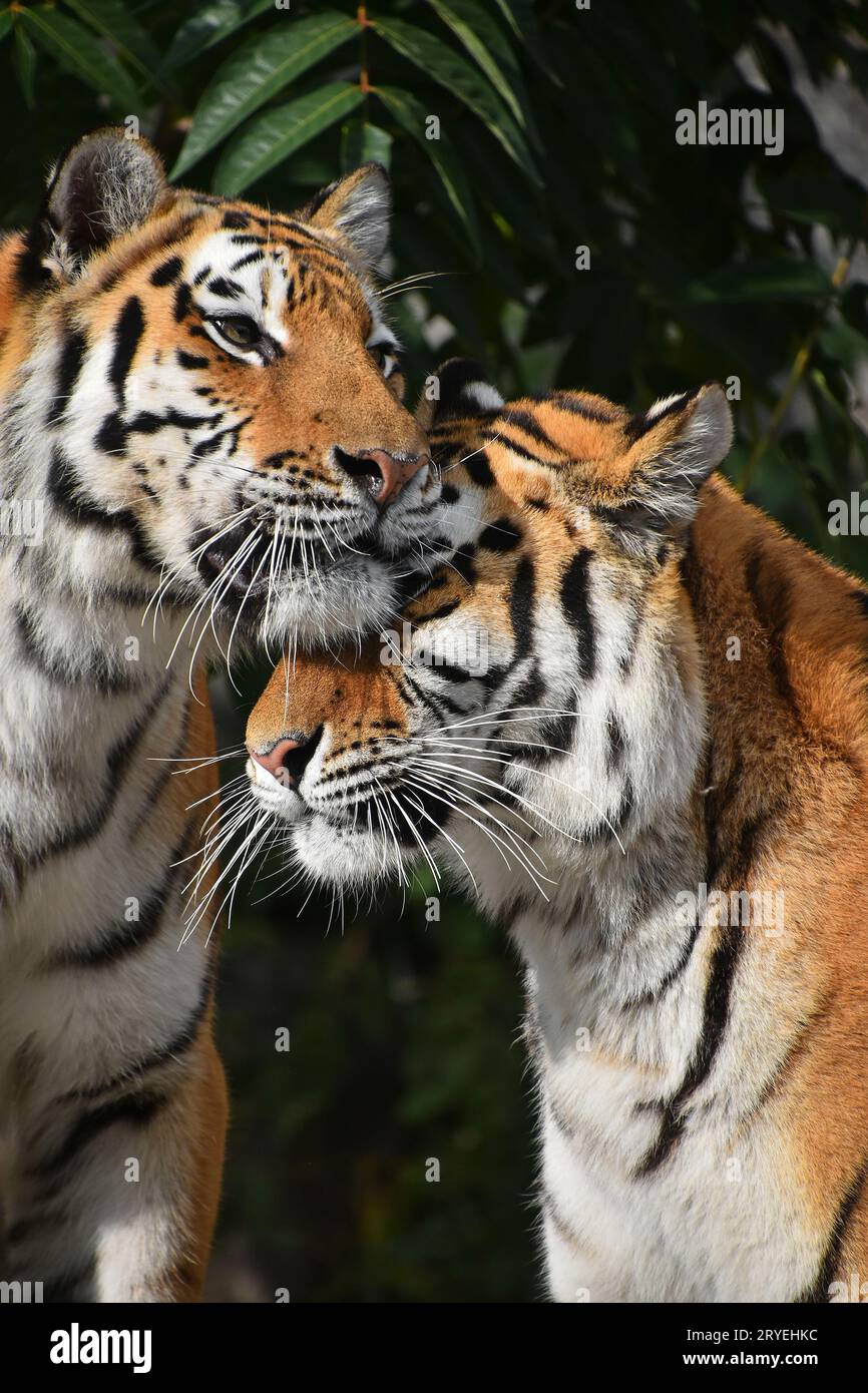 Nahaufnahme, Porträt von zwei Amur Tiger Stockfoto
