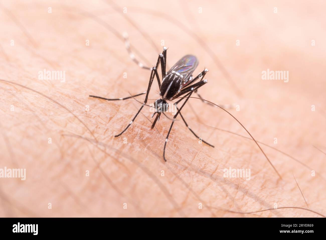 Aedes albopictus nimmt menschliches Blut auf Stockfoto