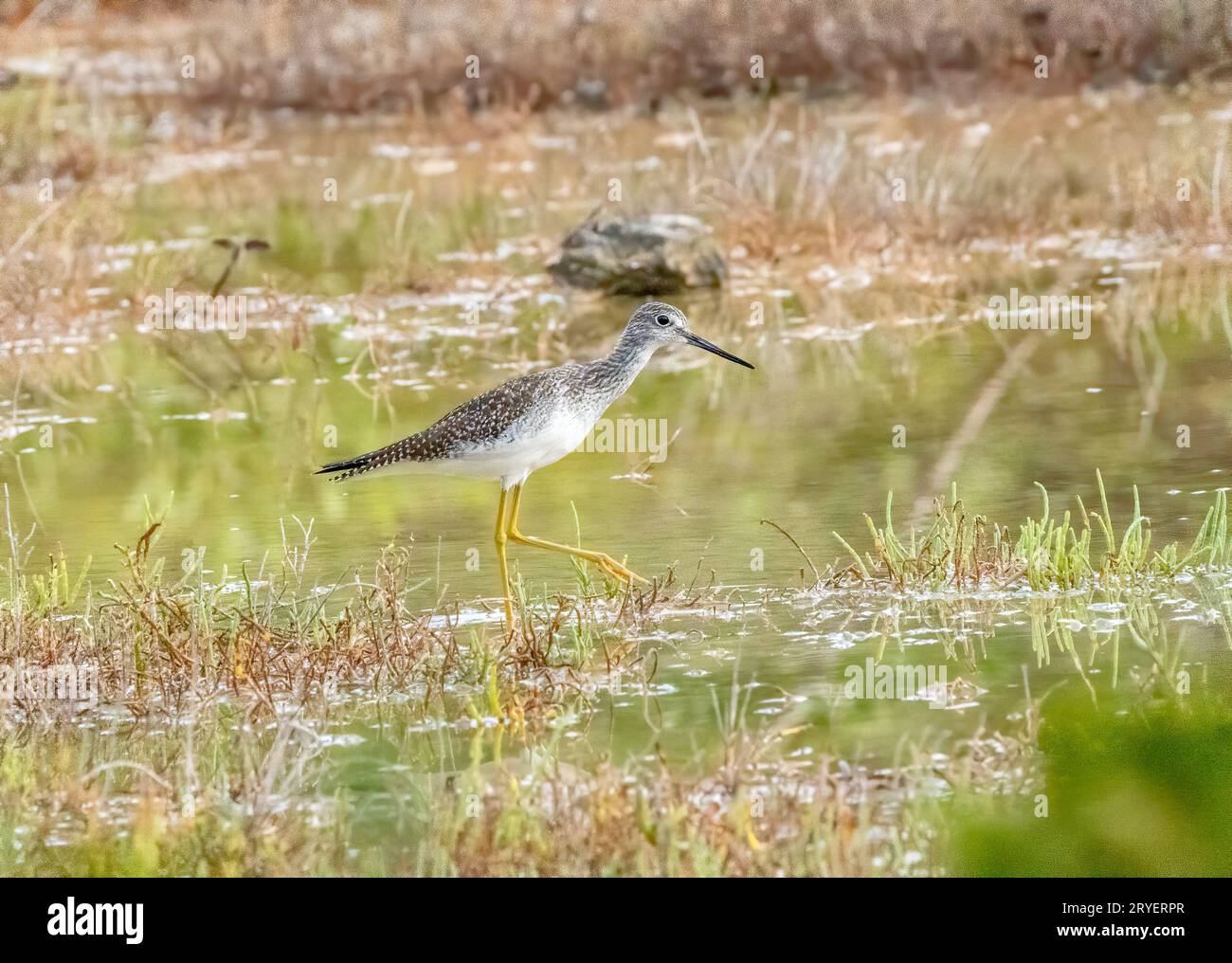 Gelbbeinsandläufer, der durch das überflutete Sumpfgebiet läuft Stockfoto