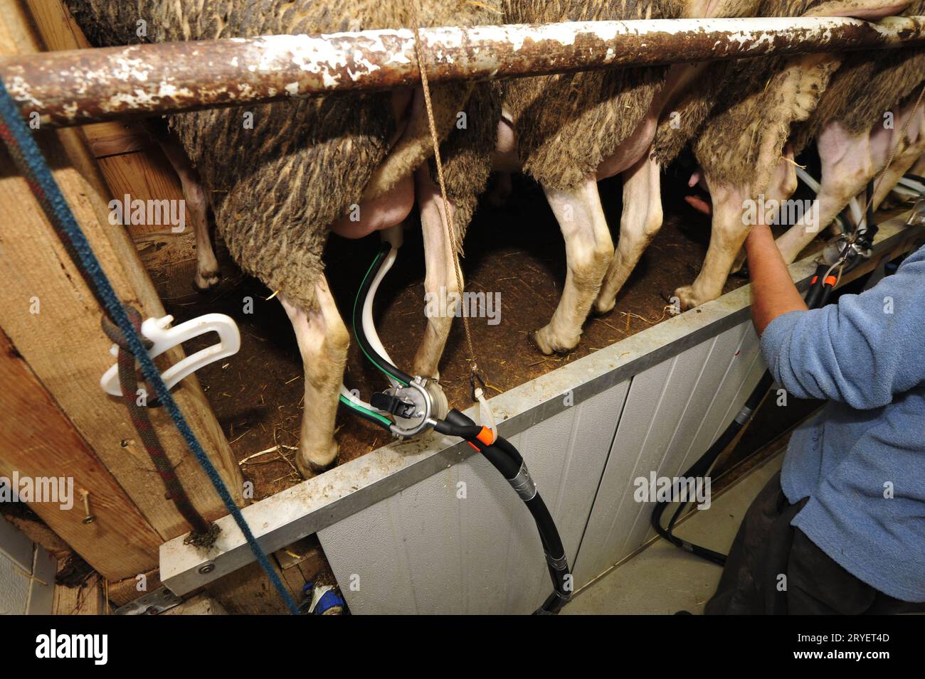 Melkstube für die Schafe Stockfoto