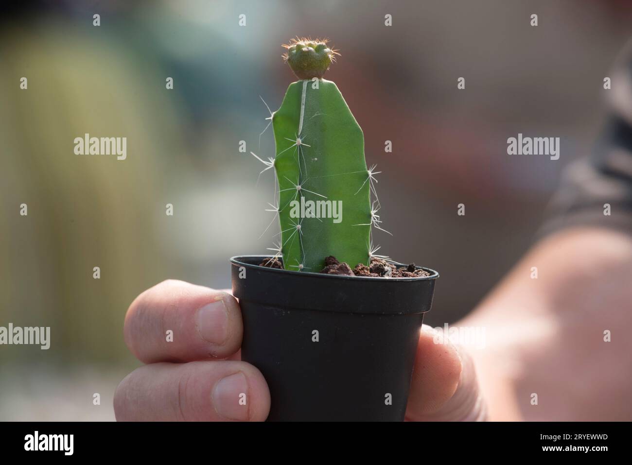 Kaktuspflanze oder Sukkulenten Stockfoto