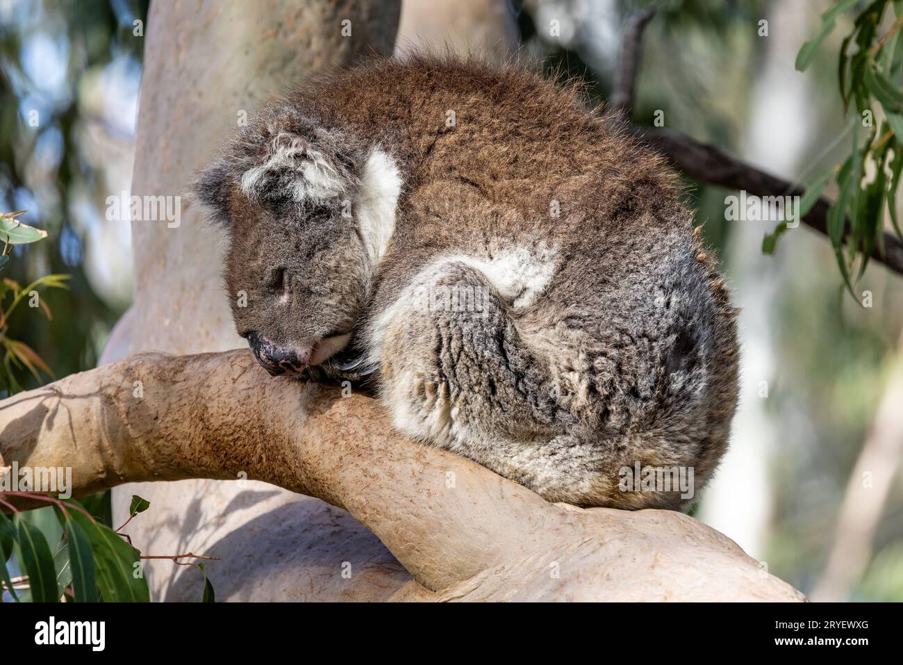 Australischer Koala schlafend auf Eukalyptusbaum-Ast Stockfoto