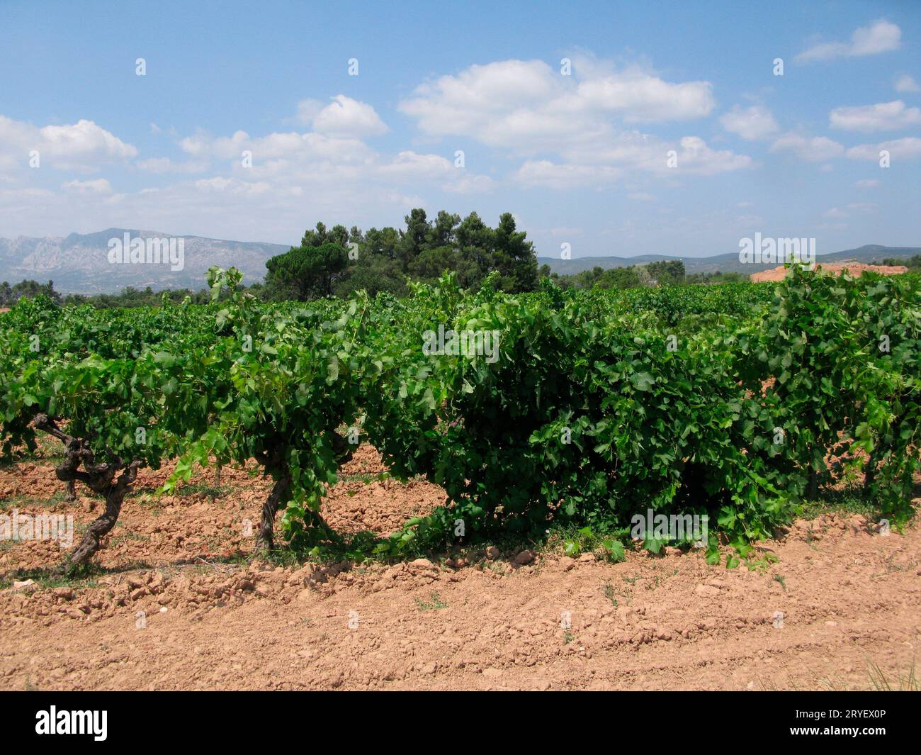 Weinlandschaft und Weinbau in der Provence, Frankreich Stockfoto