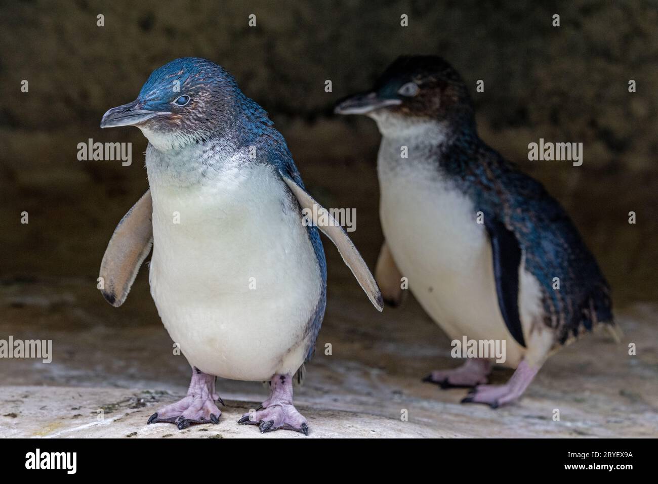 Australischer kleiner Pinguin in Gefangenschaft Stockfoto