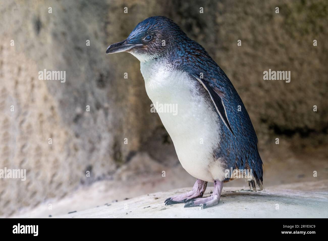 Australischer kleiner Pinguin in Gefangenschaft Stockfoto