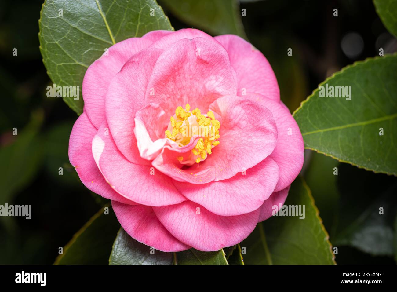 Schöne rosa Kamelienblume auf Baum. Rose des Winters Stockfoto