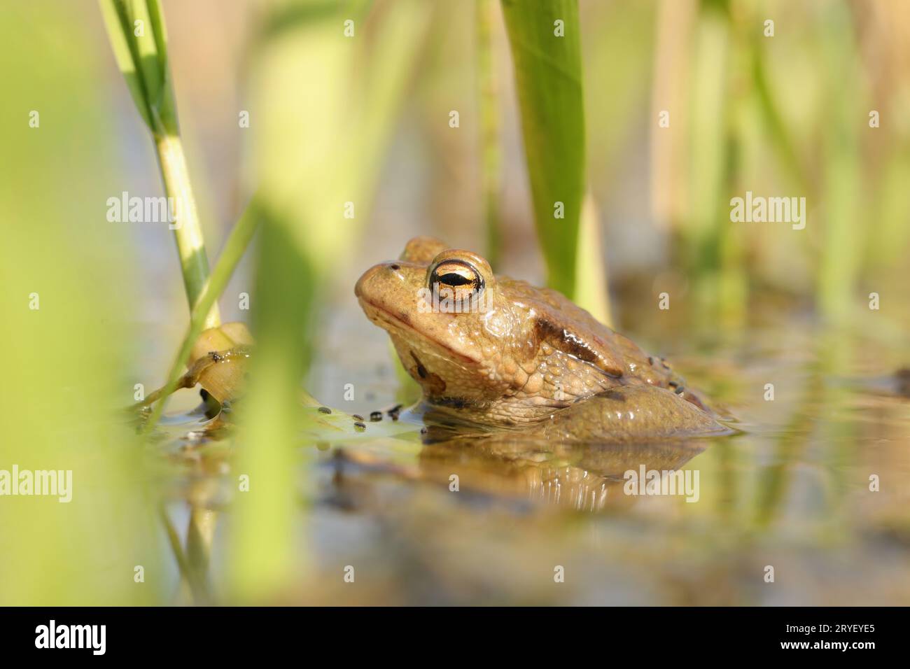 Frosch Stockfoto