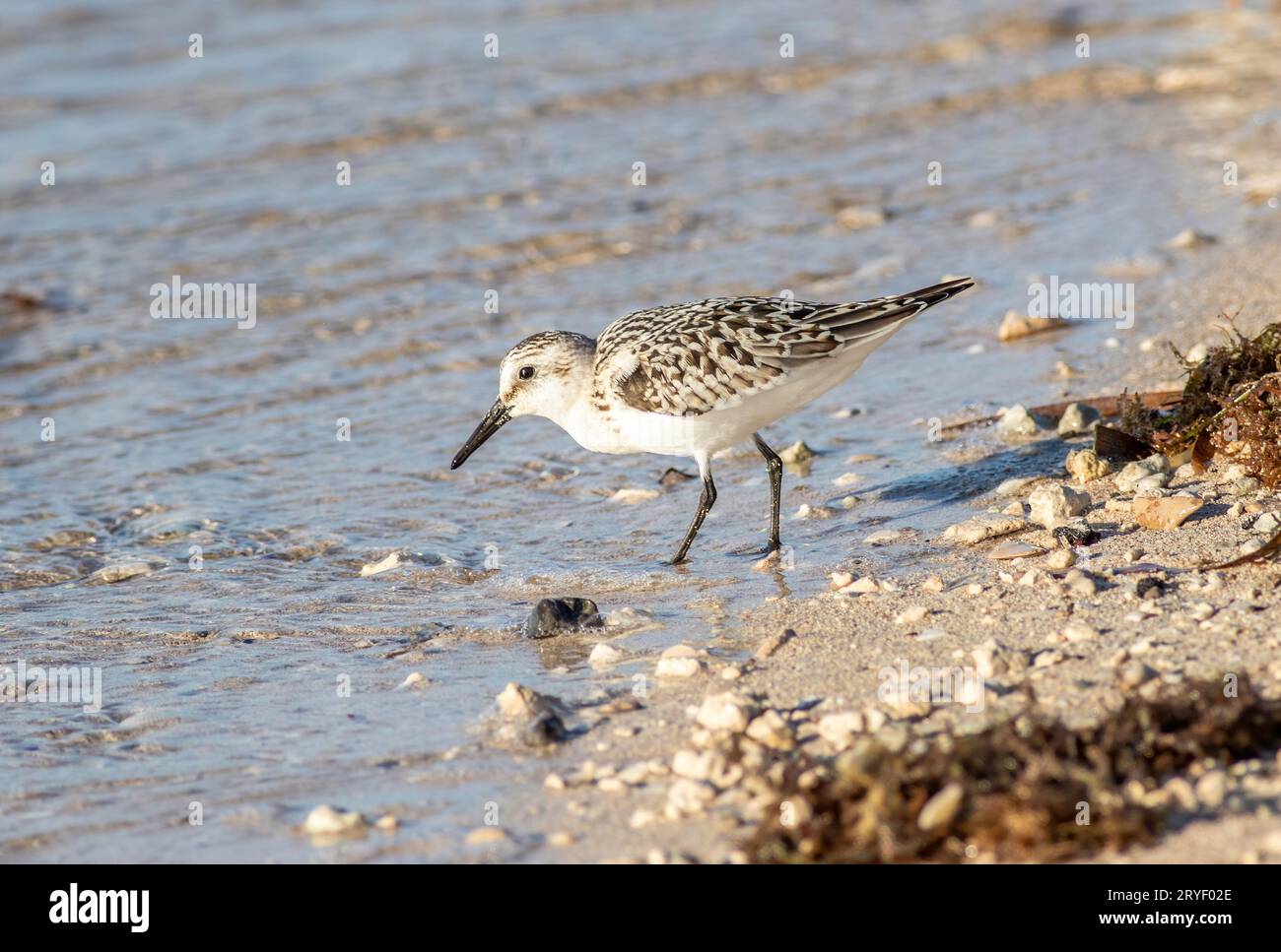 Ein sanderling, der sich am Strand am Ufer des Wassers ernährt Stockfoto