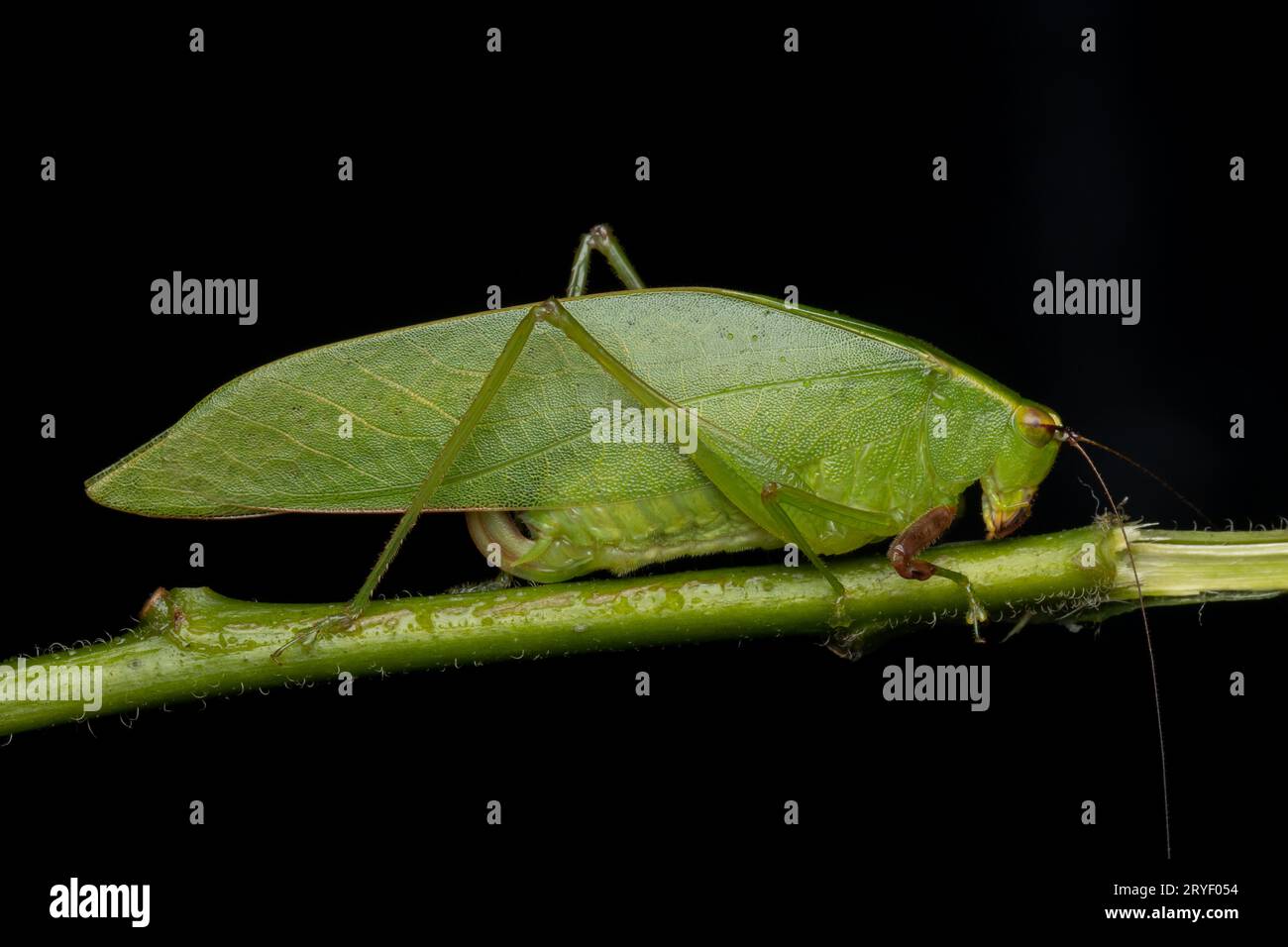 Natur Dschungel Bild von Katydid auf grünen Blättern auf Borneo Island Stockfoto