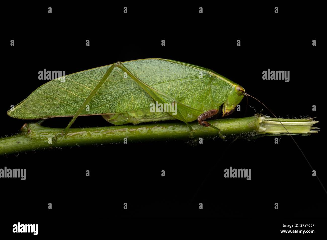 Natur Dschungel Bild von Katydid auf grünen Blättern auf Borneo Island Stockfoto