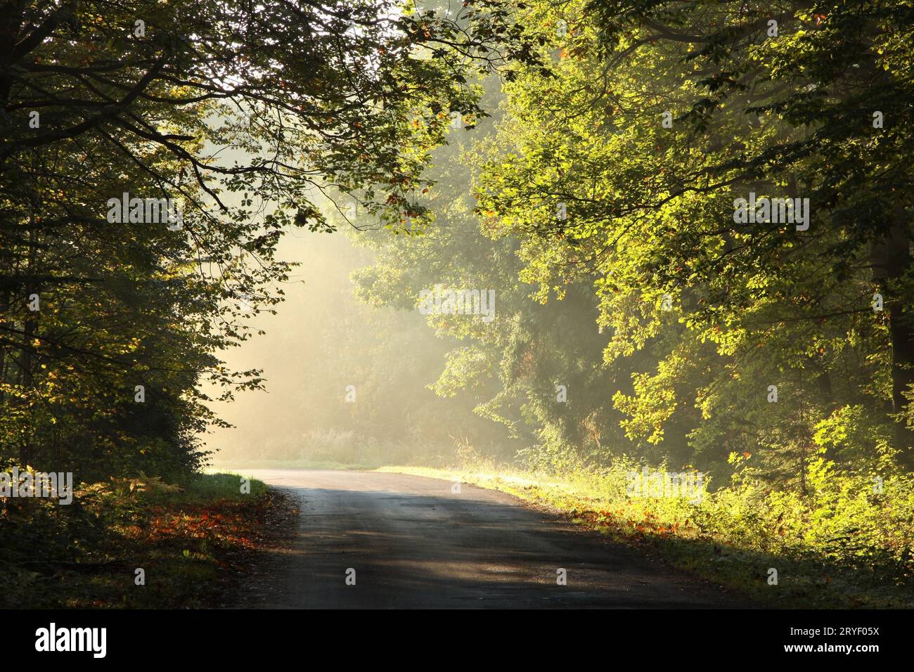 Herbstwald bei Sonnenaufgang Stockfoto