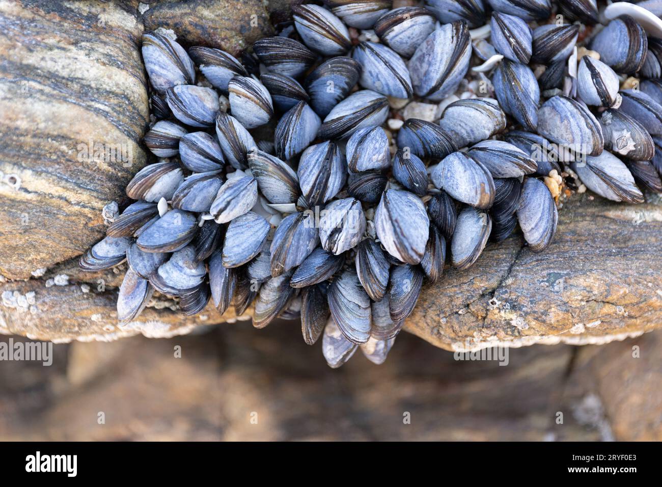 Gruppe von Wildmuscheln auf Felsen, die bei Ebbe natürlich auf Strandgestein wachsen. Mytilus edulis Stockfoto