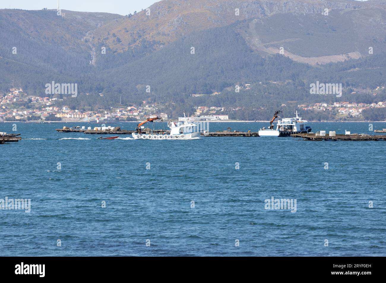 Muschelboot zwischen Muschelholz Plattform genannt batea segeln. Meereslandschaft. Rias Baixas, Galicien, Spanien Stockfoto