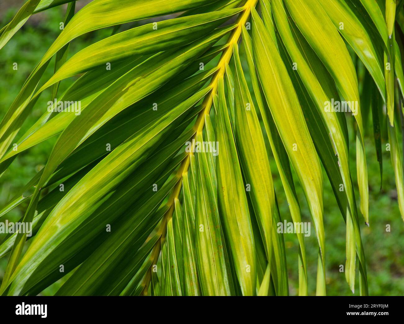 Schließen Sie Palmenblätter auf einem Zweig Stockfoto