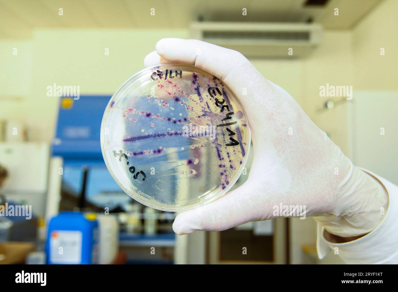 Zellkulturforschung durch einen Wissenschaftler Stockfoto