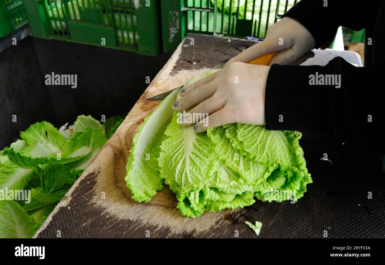 Schnittkohl für Verpackung und weiteren Transport Stockfoto