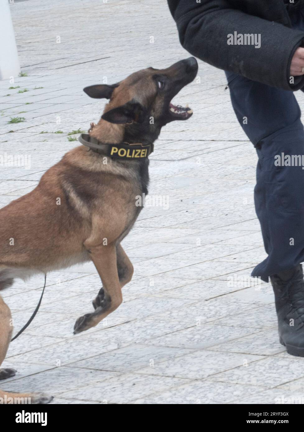Ein ausgebildeter K9-Polizeihund Stockfoto