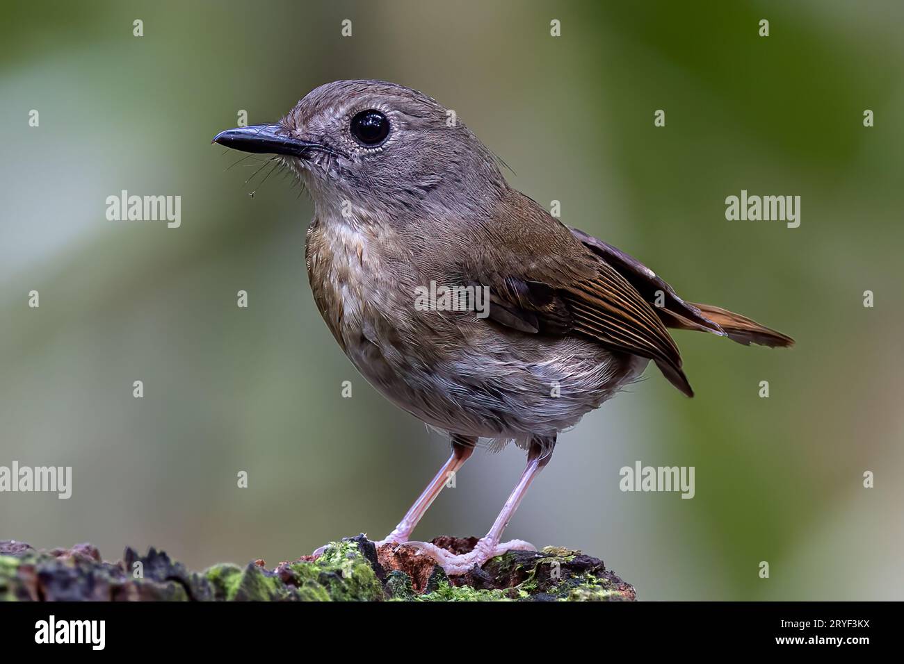 Jungle-Flycatcher (Rhinomyias olivacea) Borneo Island. Stockfoto