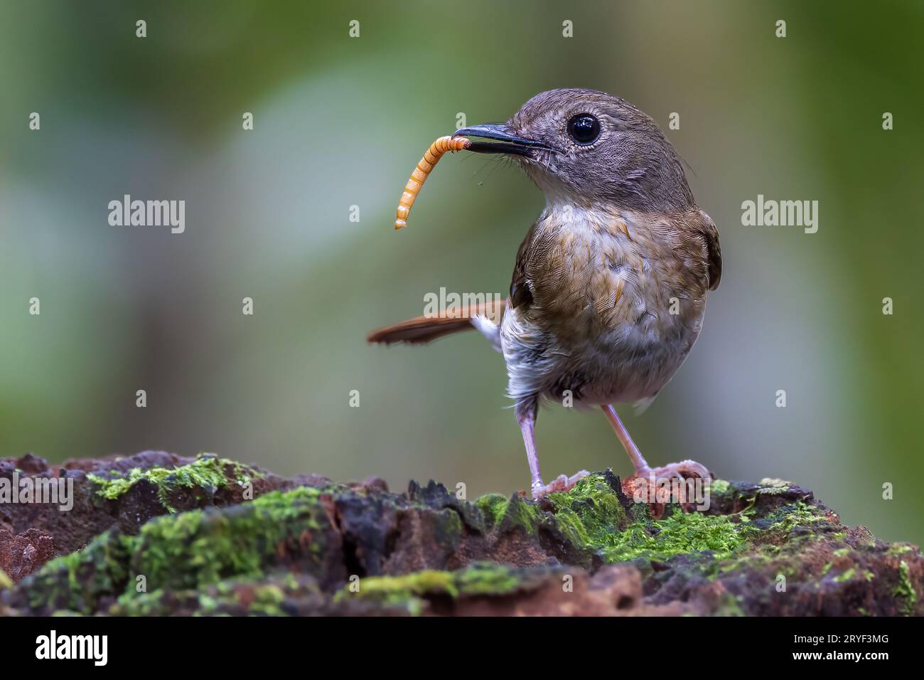 Jungle-Flycatcher (Rhinomyias olivacea) Borneo Island. Stockfoto