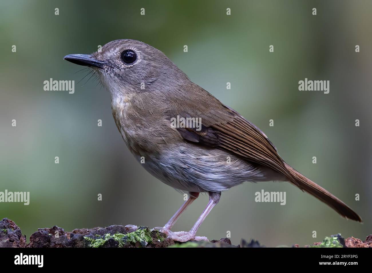Jungle-Flycatcher (Rhinomyias olivacea) Borneo Island. Stockfoto