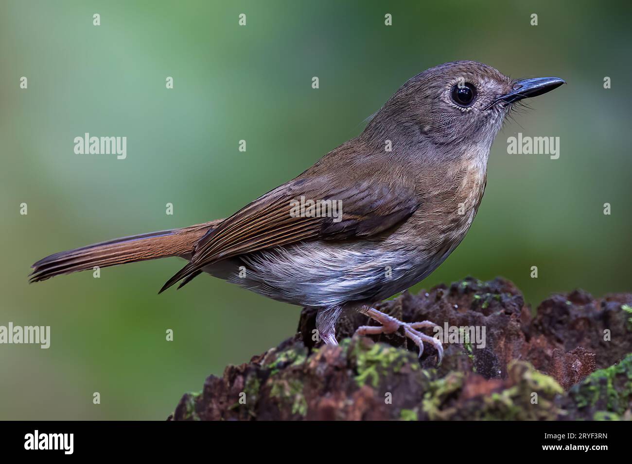 Jungle-Flycatcher (Rhinomyias olivacea) Borneo Island. Stockfoto