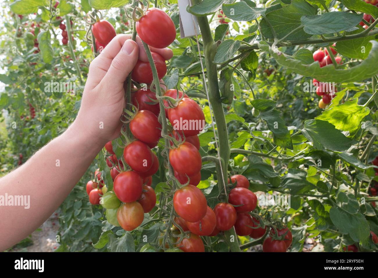 Rote und reife Tomaten auf der Rebe Stockfoto