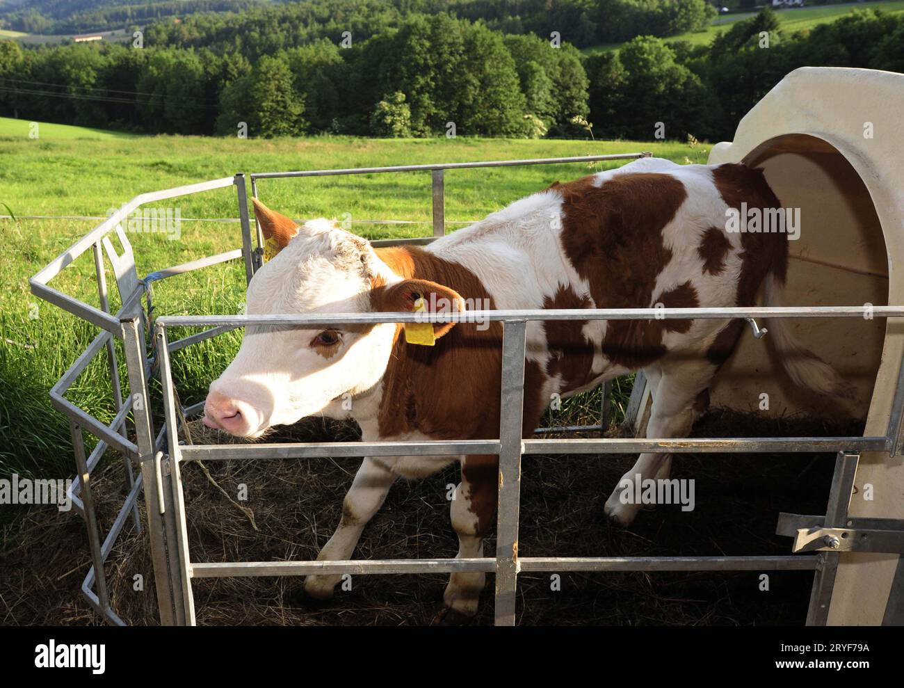 Eine junge Kuh oder ein Kalb in einer Scheune Stockfoto