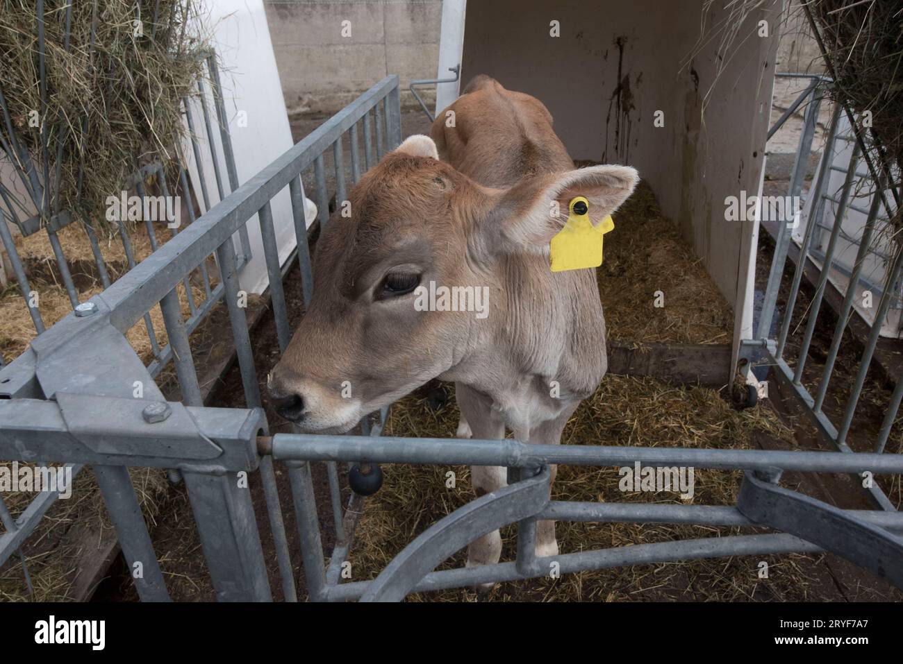 Eine junge Kuh oder ein Kalb in einer Scheune Stockfoto
