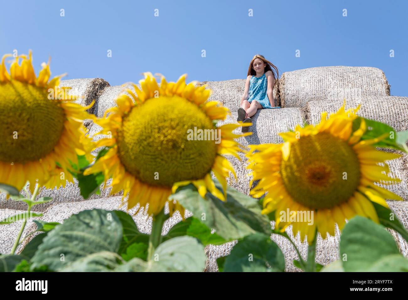 Mädchen sitzt auf dem Heuballen mit Sonnenblumen im Vordergrund. Generation z. Stockfoto