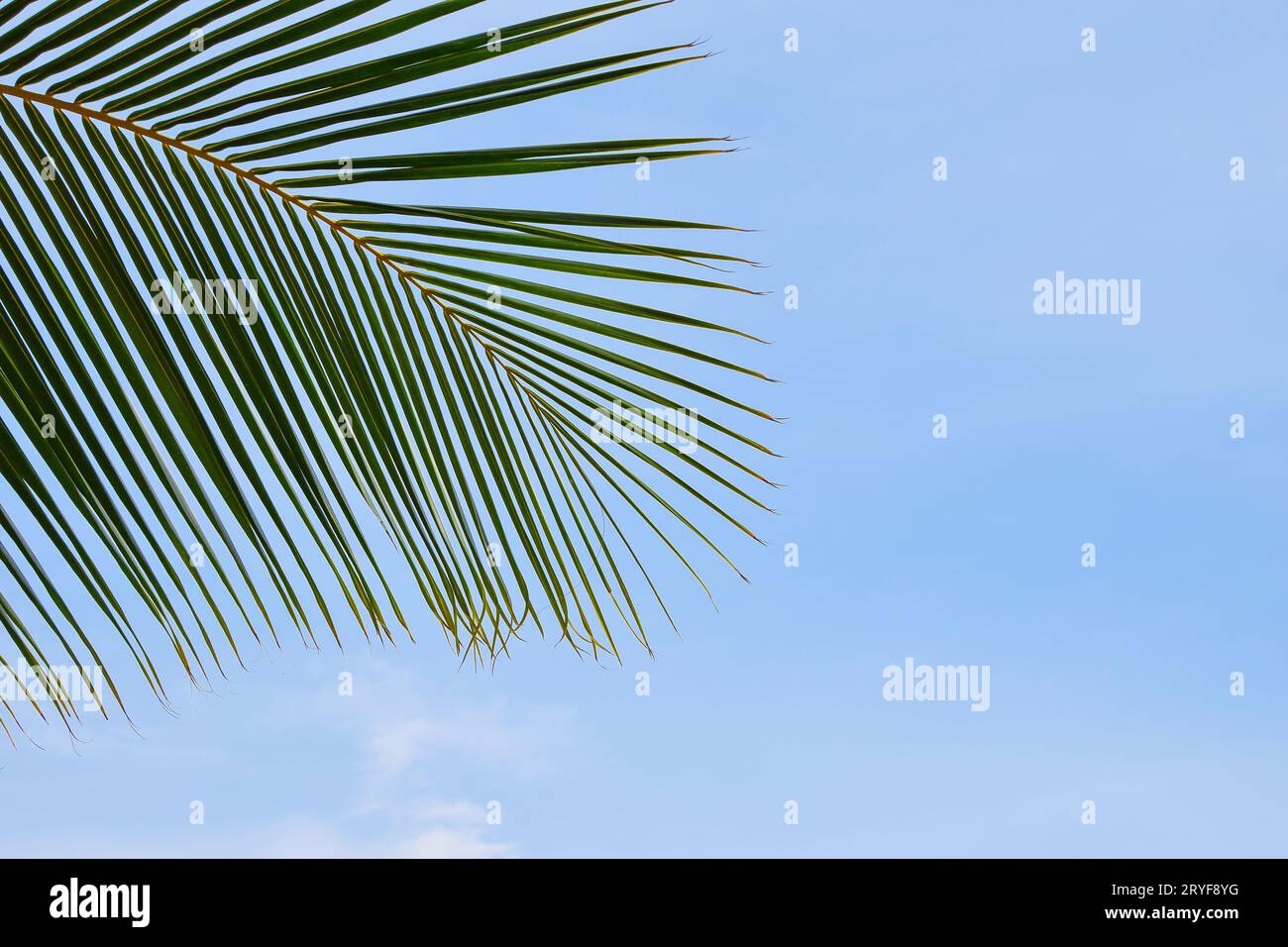 Nahaufnahme von Palmenblättern über klarem blauen Himmel Stockfoto