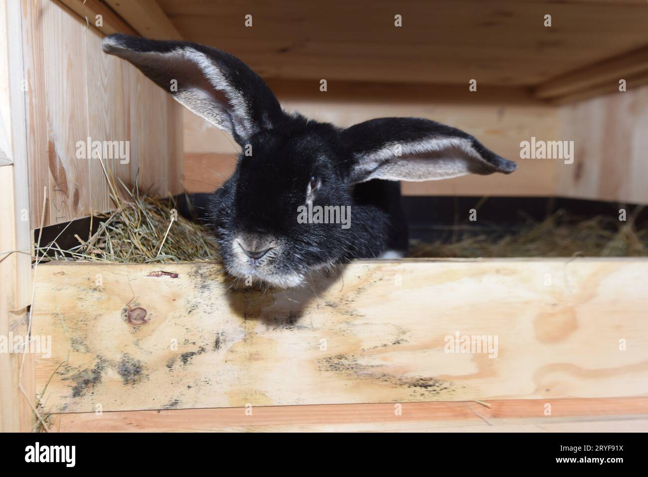Kaninchen oder Hasen in der Tierhaltung Stockfoto