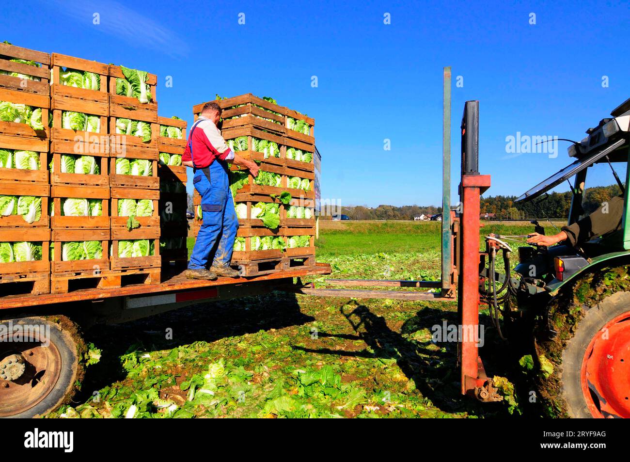 Zubereitung von chinakohl für den Transport Stockfoto