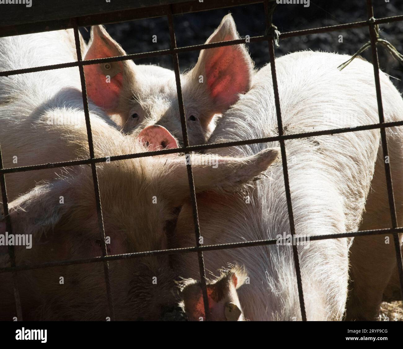Schweinezucht in der Tierhaltung Stockfoto